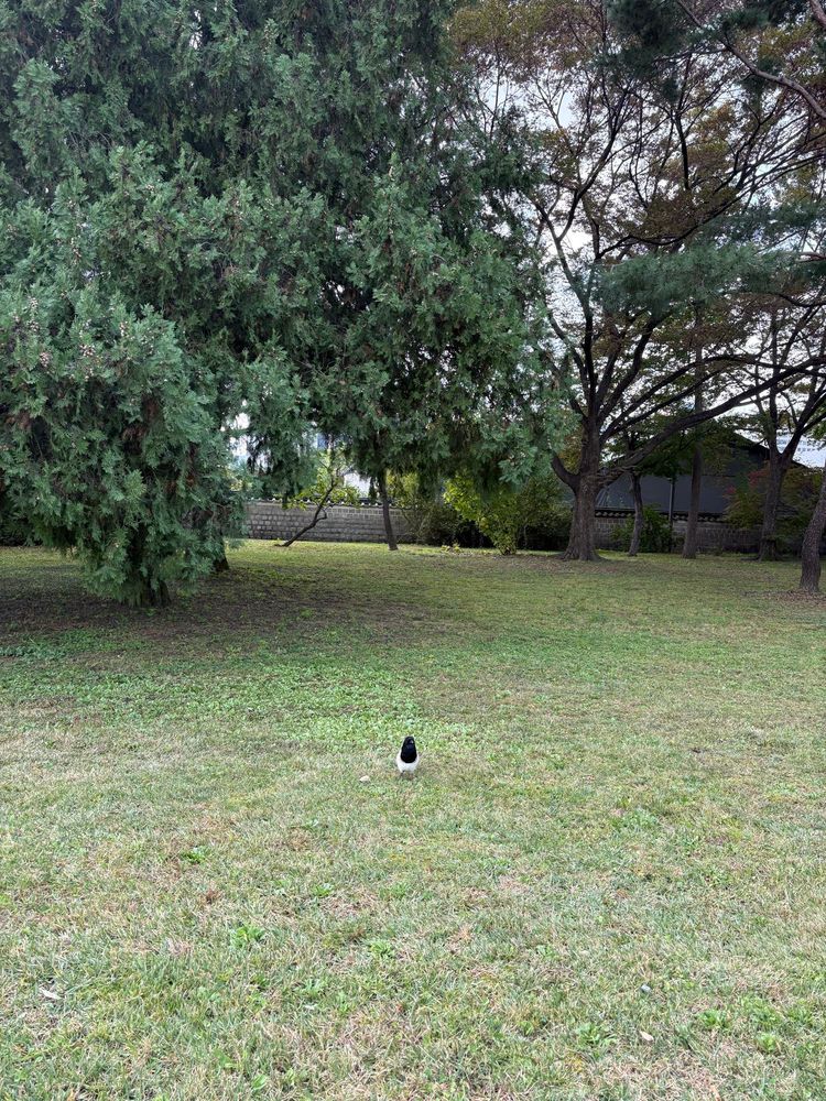 真ん中にカササギがいます