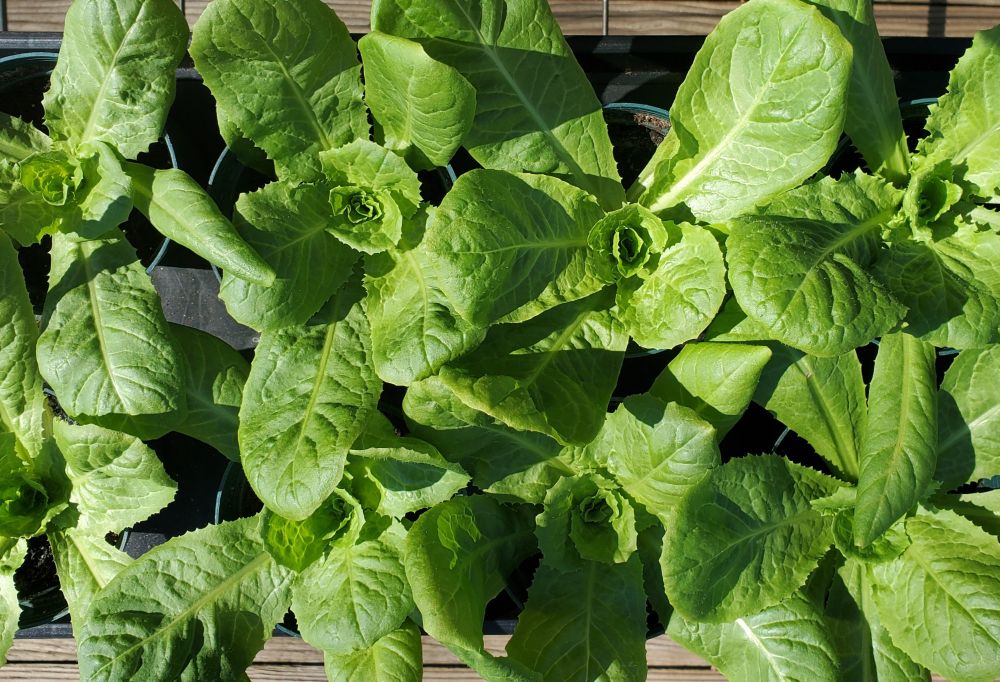 Leaves and rosettes of Broadleaf escarole, bright green in the sunlight. 
