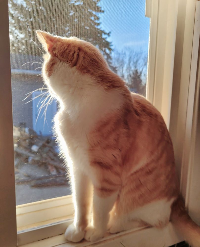 An orange and white tabby cat sits in a screened window looking attentively into a backyard
