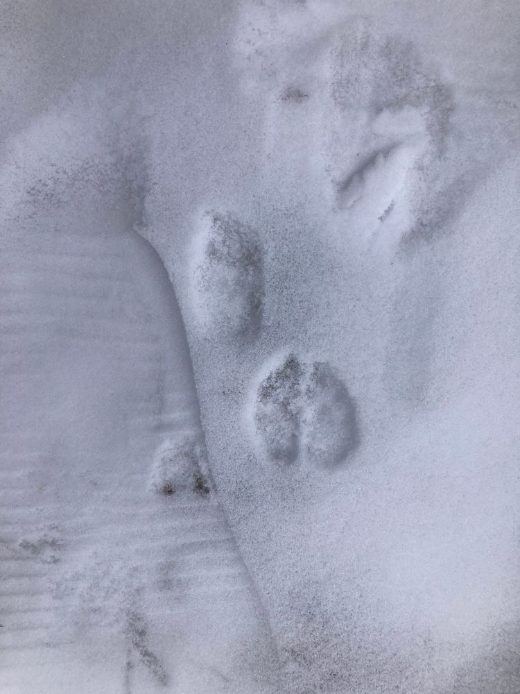 An image of what a novice footprint finder might identify as a deer footprint (two half circles) in the snow next to the footprint of a size 10 storebrand ugg.
