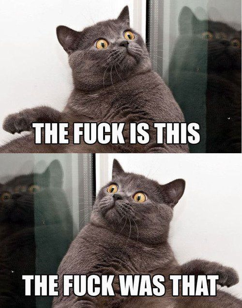 top image: a shocked grey kitty looks up and to the left, captioned: THE FUCK IS THIS

bottom image: reverse image of the top, captioned: THE FUCK IS THAT

