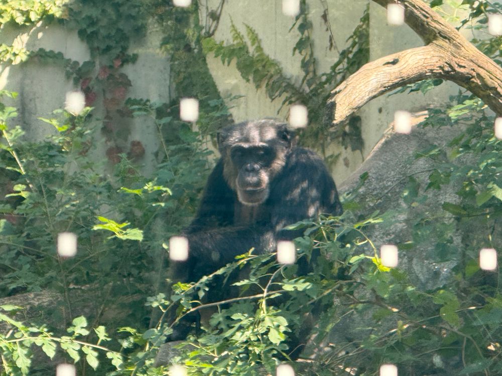 A photo of a chimpanzee