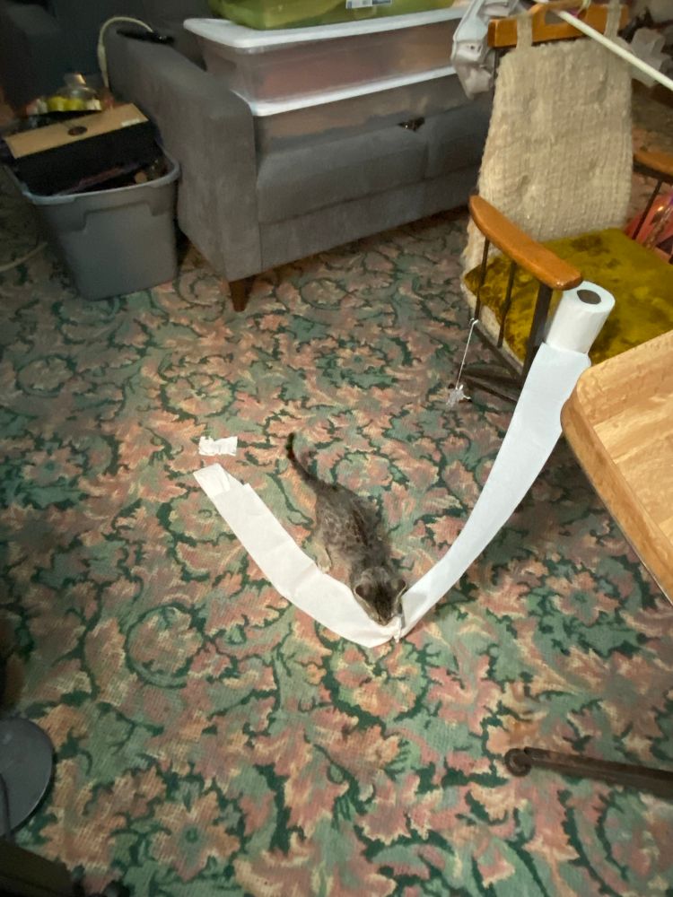 my cat playing with a toilet paper roll! 