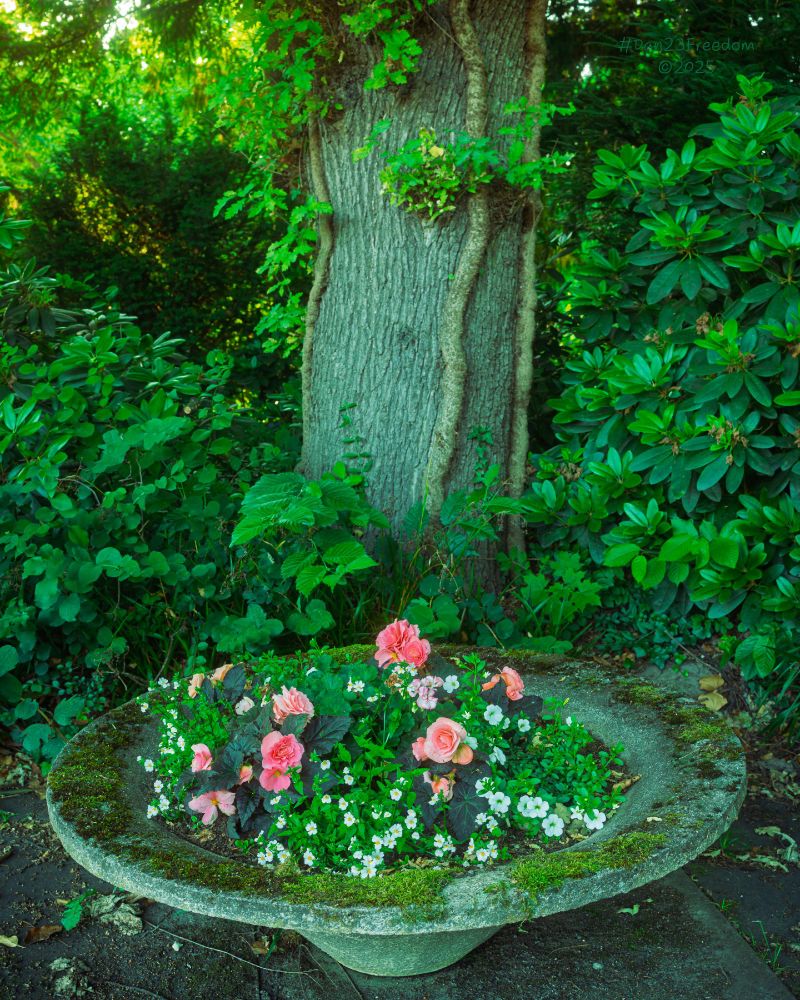 A concrete planter filled with pink and white flowers sits at the base of a large, ivy-clad tree in a lush green park.