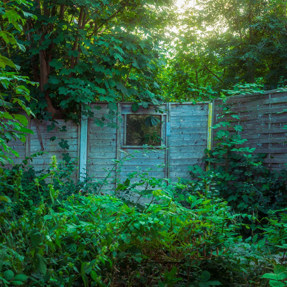 A captivating, eye-level shot reveals a wooden fence, possibly part of a derelict kiosk, mostly obscured by a lush, vibrant mass of green foliage in the foreground. At the center of the weathered, blue-gray fence is a small, dark, rectangular window with a visible mesh or grille, acting as a curious focal point amidst the organic chaos. Bright sunlight filters through the dense tree canopy at the top right, creating an ethereal glow. — Old fence, green climbs high, / Window watches wild growth bloom, / Nature's quiet stare. This image uses *refined natural framing* to draw the viewer into a scene where human structures slowly yield to the wild's embrace, transforming a 