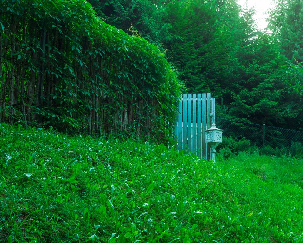 A charmingly ornate postbox stands guard by a light blue-grey gate, set against a towering, intricate fence woven with dense green foliage. The lush greenery of the foreground grass and background trees completes this scene of a slightly hidden, nature-integrated entrance.
