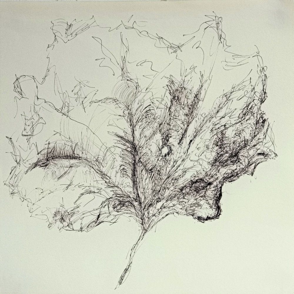 A drawing in ink of a leaf by artist Linda Sgoluppi