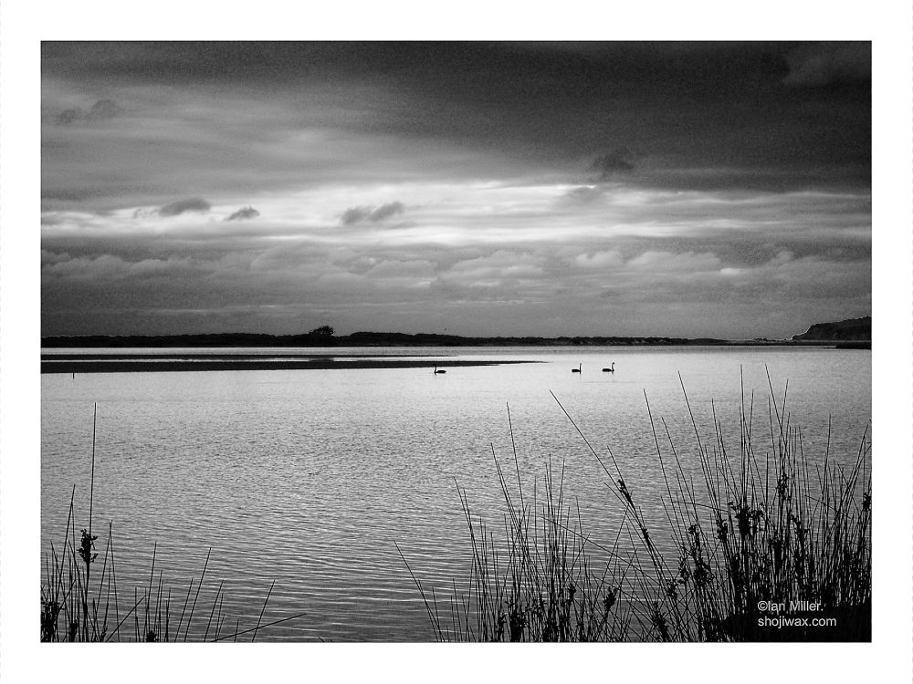 Morning light. View across a lake with swans in the distance and clumps of reeds in the foreground. The clouds are dark and stormy. 