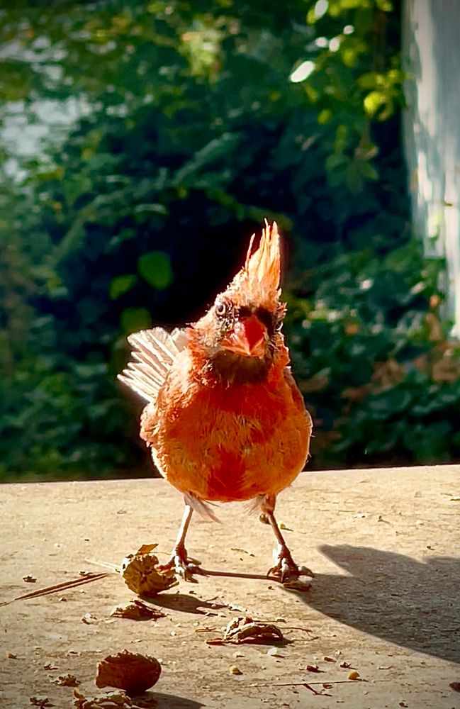 He’s rough-looking, but really sweet. Male cardinal visits The Arlington Peanut Table to say stop taking pictures and get some real bird seed.🪶