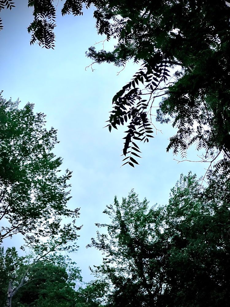 Showing off the beautiful tree canopy in South Arlington on the Summer Solstice.