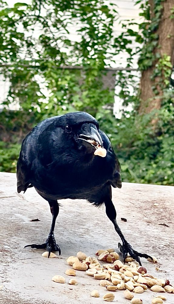 Big beautiful crow stopping by for a visit to the Arlington Peanut Table. (He’s got at least three peanuts in his beak.) I just know he’s counting the days until Halloween.