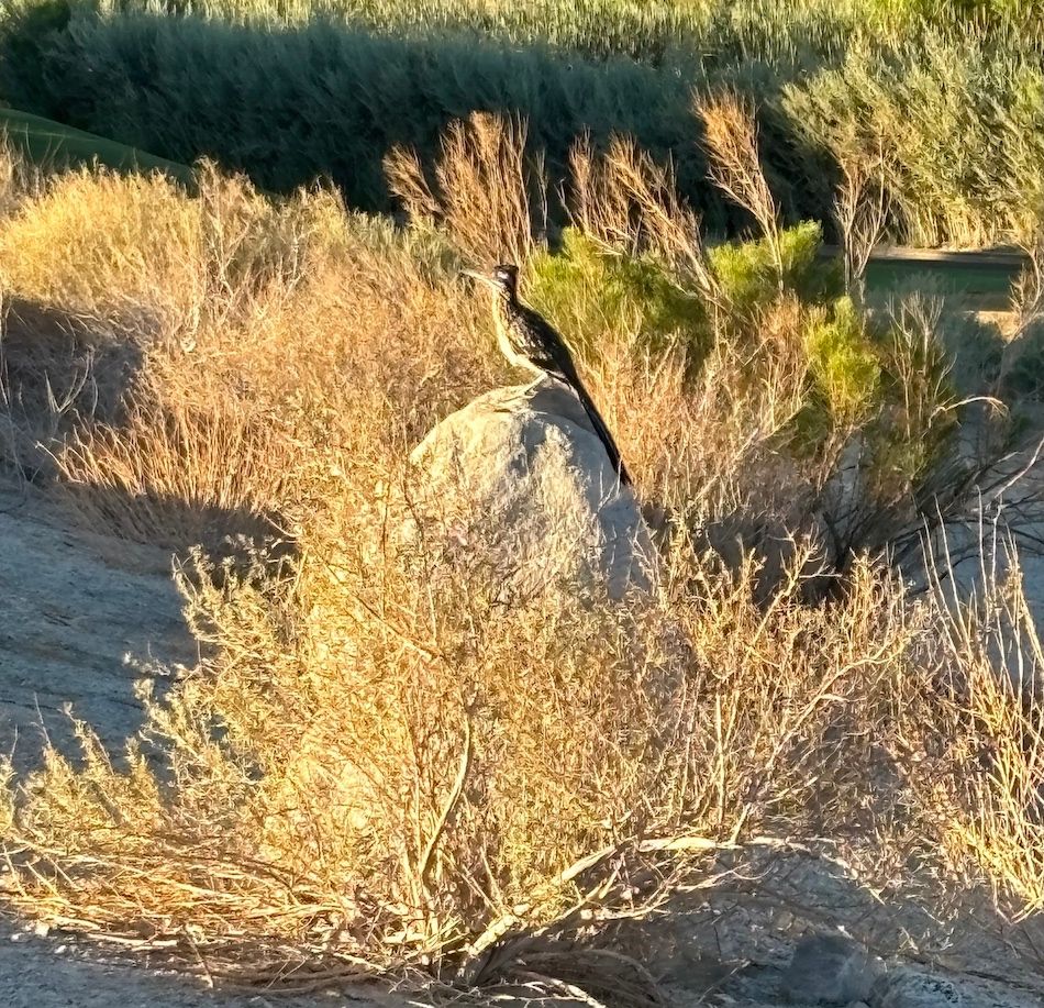 A roadrunner sits on a rock facing the sun in a desert landscape.