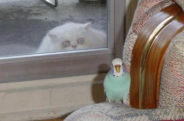 Photo showing a green & white budgie sitting on what appears to be a cushioned seat, looking straight at the camera. Just behind the bird, through a window, a fluffy white cat stares at it with a desperate look of bloodlust in its yellow eyes.