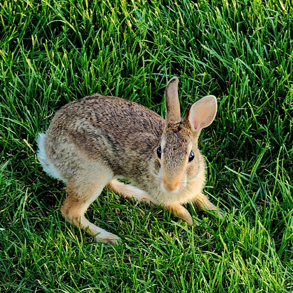 A bunny in the grass, looking up over its right side at me, fairly annoyed at the absolute disrespect for privacy I was showing it. 