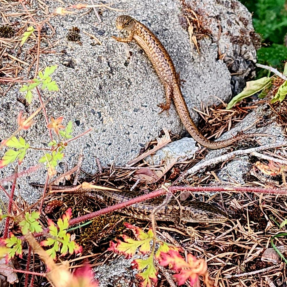 A pair of brown, speckled Northern Alligator lizards resting on a light grey rock retaining wall. The one in the foreground is over some dried pine needles and moss, blending in a little. The slightly smaller and lighter colored one in the back is contrasted against the light grey stone and looking back to its left right at the camera.