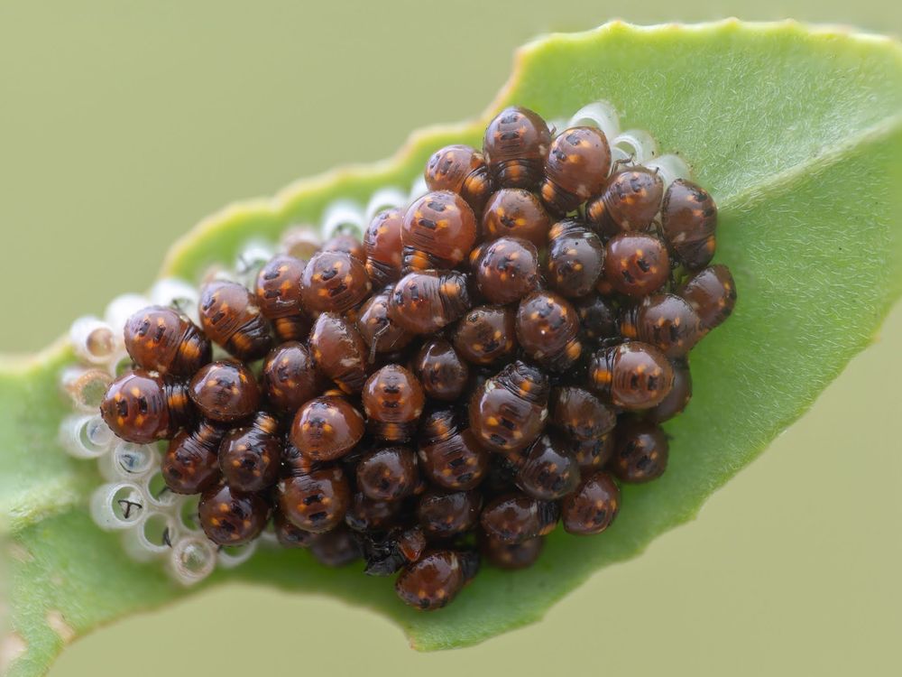 Newly hatched larvae on a leaf. The hatched eggs can be seen near the edges of the batch of larvae. Found in the Netherlands in July.