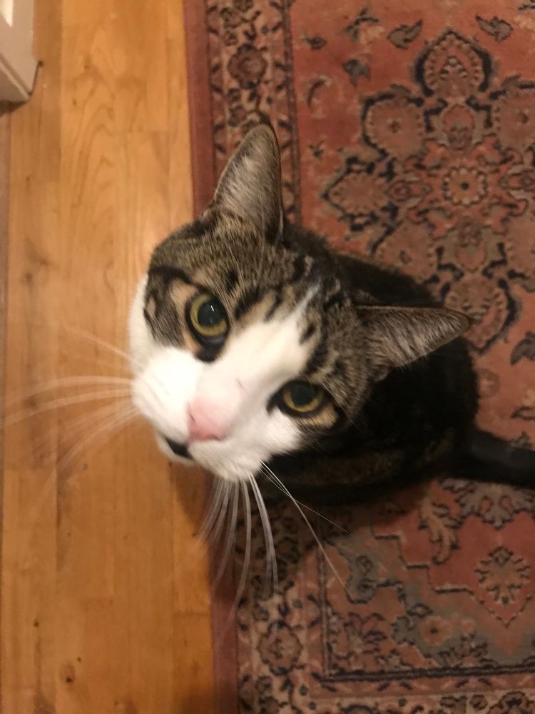 A tabby and white cat looking up at the camera. He is standing on a red Persian rug, laying on a yellowish hardwood floor.