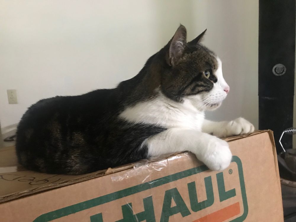 A white and tabby cat laying on a UHaul cardboard box, as seen from his right side.