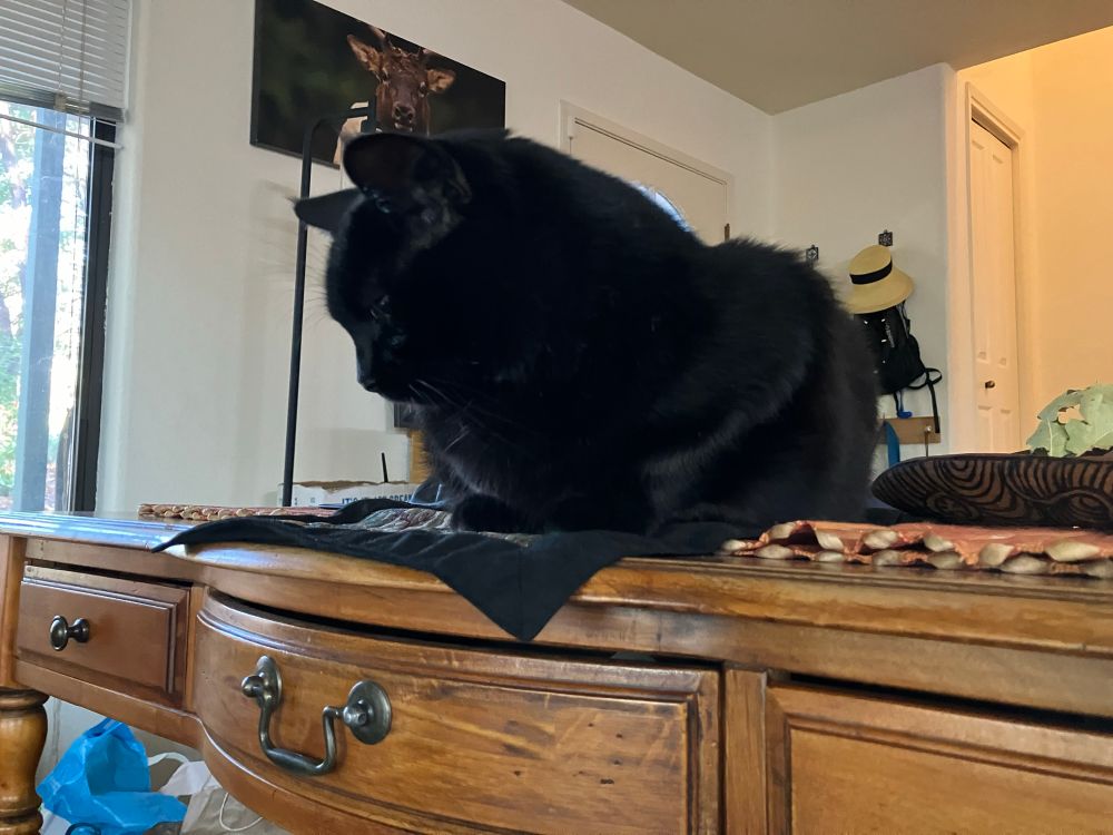 Luna close up. She is a black cat sitting on a black cloth over a bamboo mat. An elk photo hangs behind her.