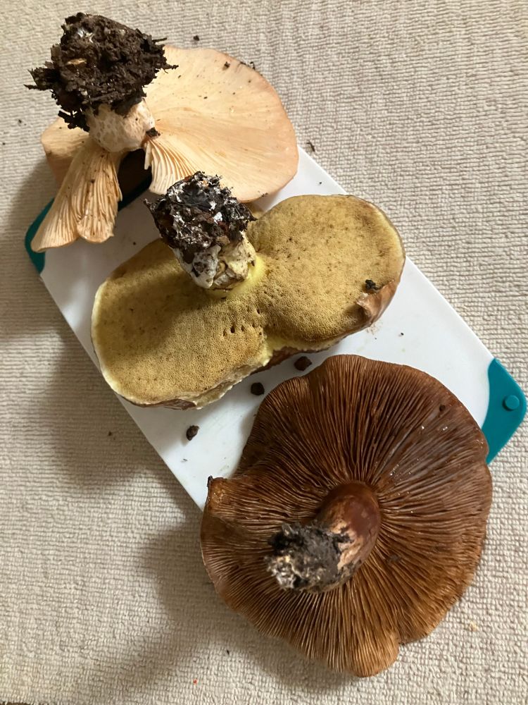 Three mushrooms on a white and turquoise cutting board. I will not be consuming them, I am identifying them.