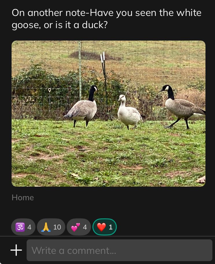 “On another note - Have you seen the white goose? Or is it a duck?”

A photo of a white goose in between two Canada geese, standing on the lawn alongside a deer-fenced orchard. 
4 people responded with aum, 10 with bless, 4 with hearts, and 1 with a single heart.
