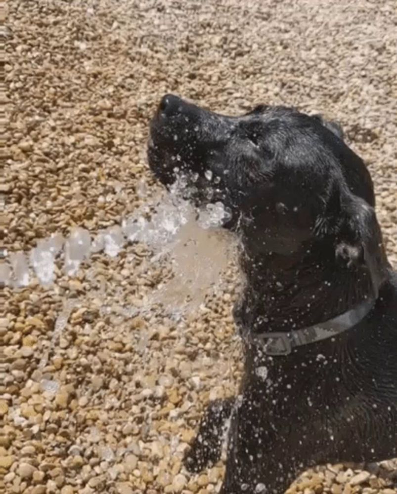 Water Dog Hose Bite GIF