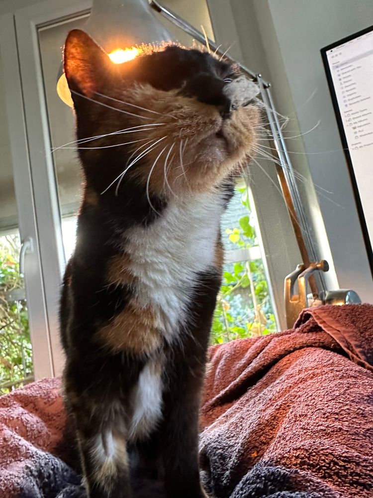 Eine Katze mit einem Ball aus Spinnweben auf der Nase