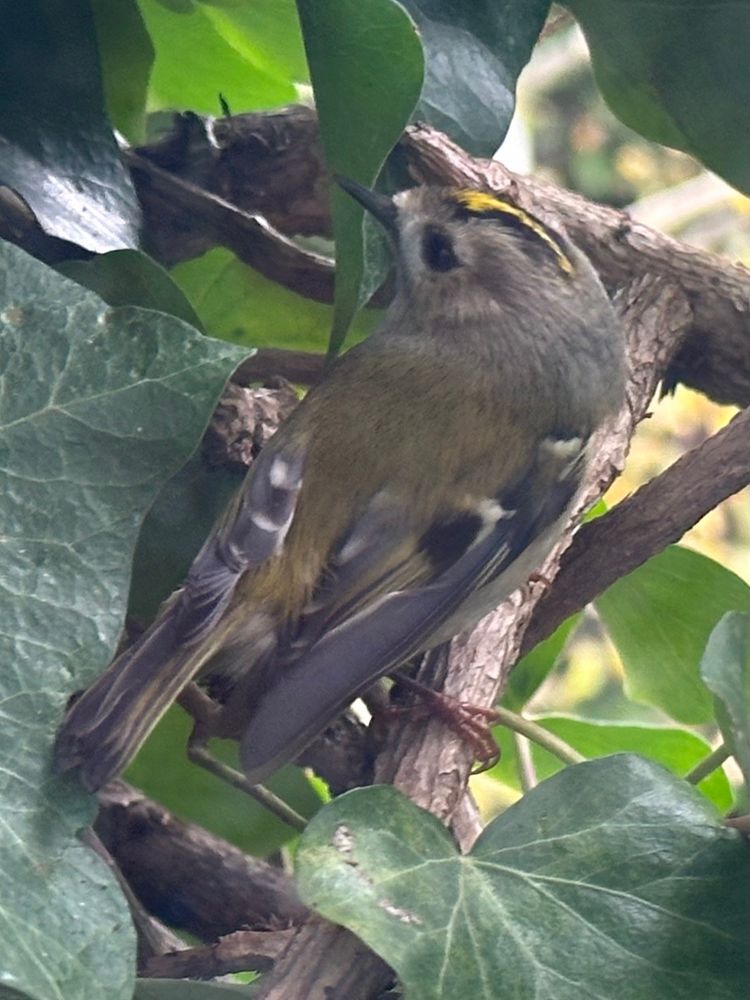 Ein Wintergoldhähnchen im Efeu am Fenster