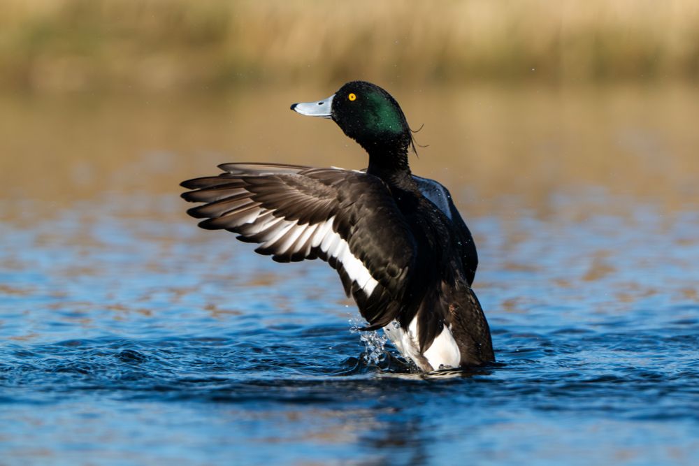 Kuifeend strekt de vleugels