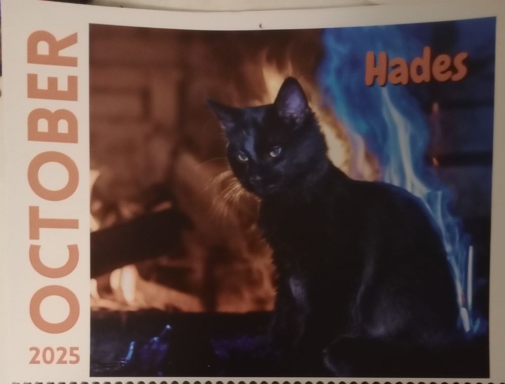October 2025 starring Hades the beautiful black cat