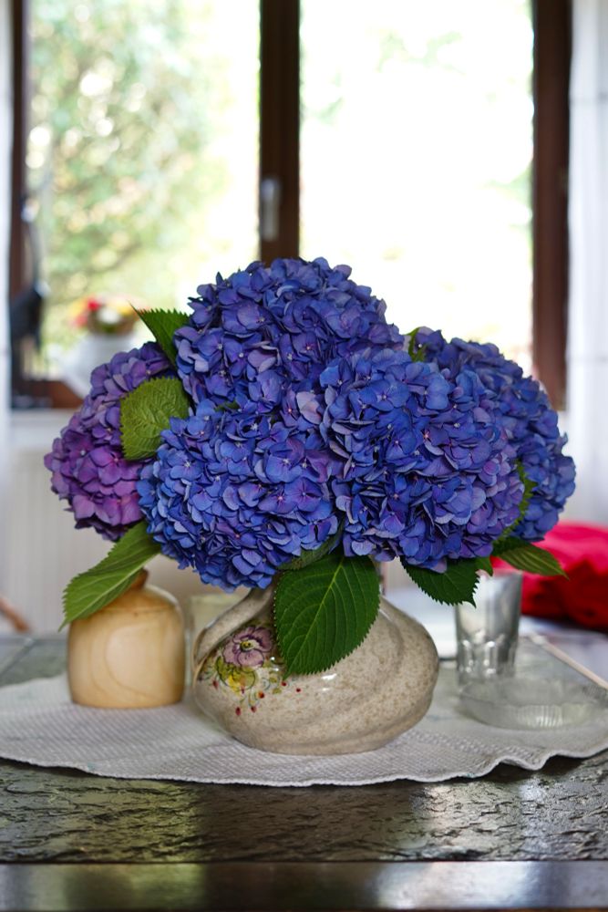 Dunkler Holztisch mit einer runden hellen Decke darauf eine gedrehte bauchige cremfarbene Vase. In ihr mehrere kräftig dunkelblaue violette Blumenköpfe, zwischen ihnen schauen grüne Blätter raus. Im Hintergrund ein fenster in das es hell scheint. 
