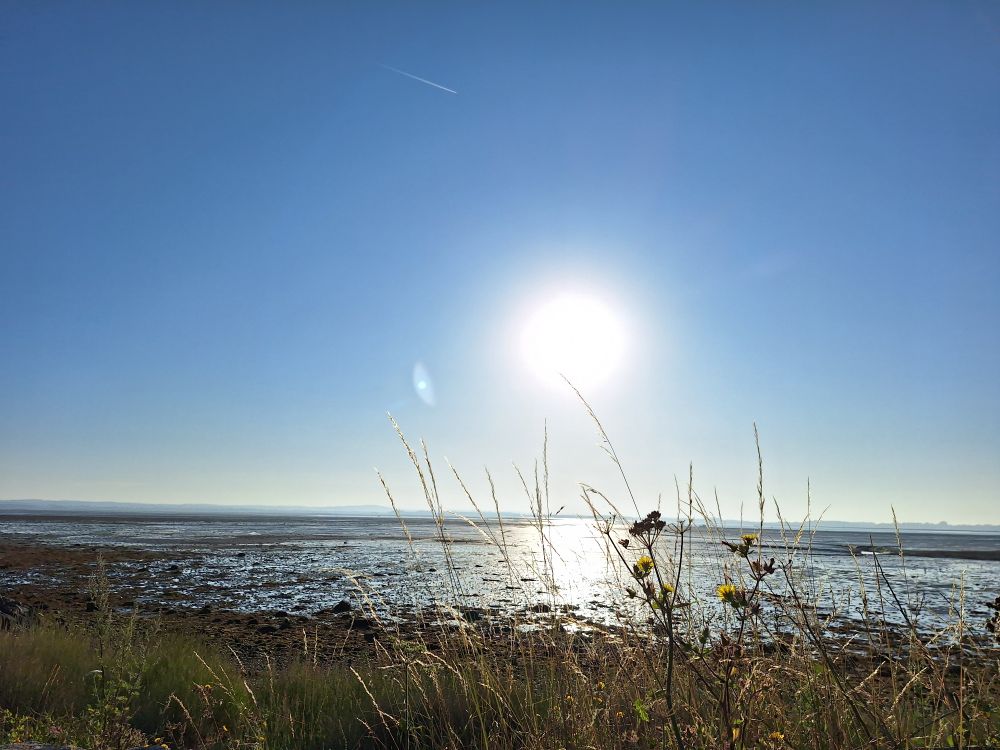 Image shows Langstone harbour at low tide under a clear, sunny sky. Wildflowers and grasses line the foreground 