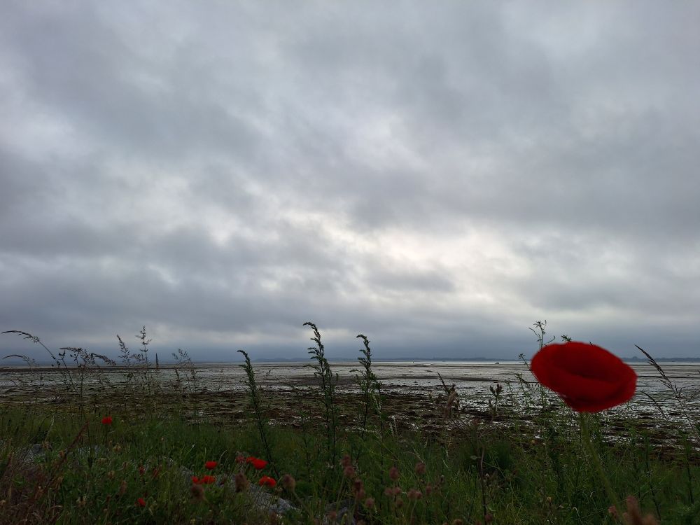 Image shows Langstone harbour at low tide under a cloudy sky. Poppies line the foreground of the frame 