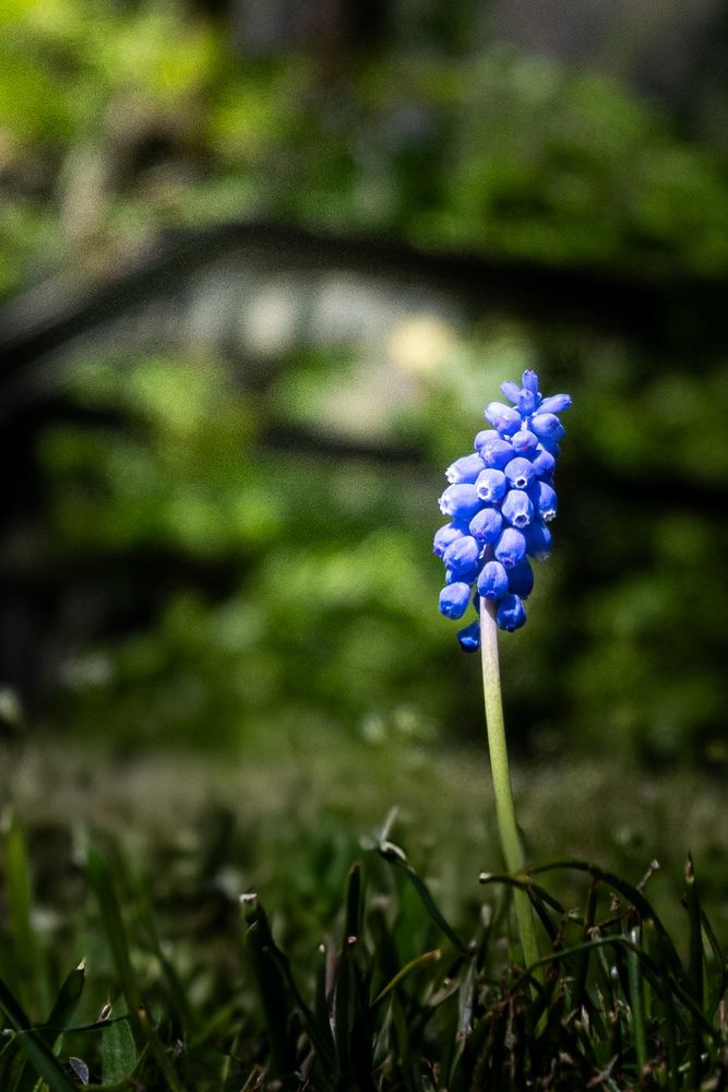#MacroPhotography #BlueFlower #FlowerMacro #ArtisticPhotography #BokehLovers #NatureCloseUp #MacroMagic #FloralDetails #FineArtPhotography #DreamyMacro #BotanicalBeauty #PetalPerfection #BluePetals #CreativeNature #MacroLove #SoftFocus #DelicateBeauty #Macro_Of_Our_World #Bokehlicious #NatureInDetail #MoodyFlowers #MagicOfNature #FlowerDreams #BlurredBackground #PoetryOfNature #ArtisticMacro #MacroShot #NatureThroughLens #MacroWorld #MysticBloom