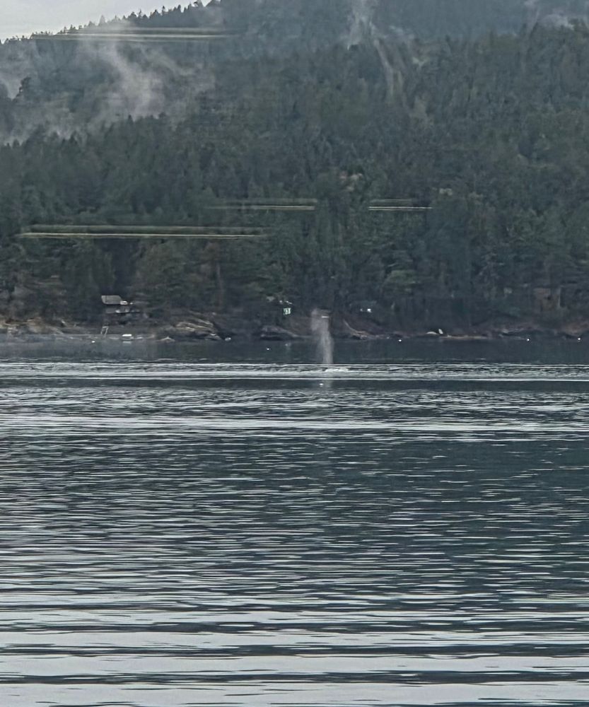 A single whale blow with trees in the background 