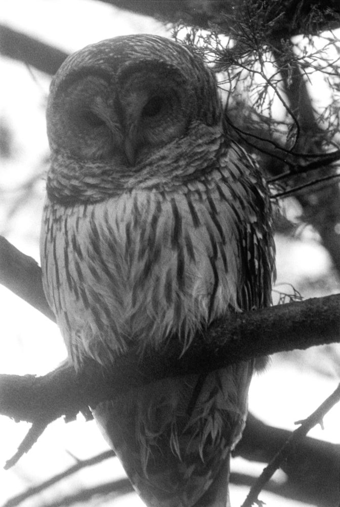 Black and white photo of an owl sitting on a branch, backlit but hazy light. 