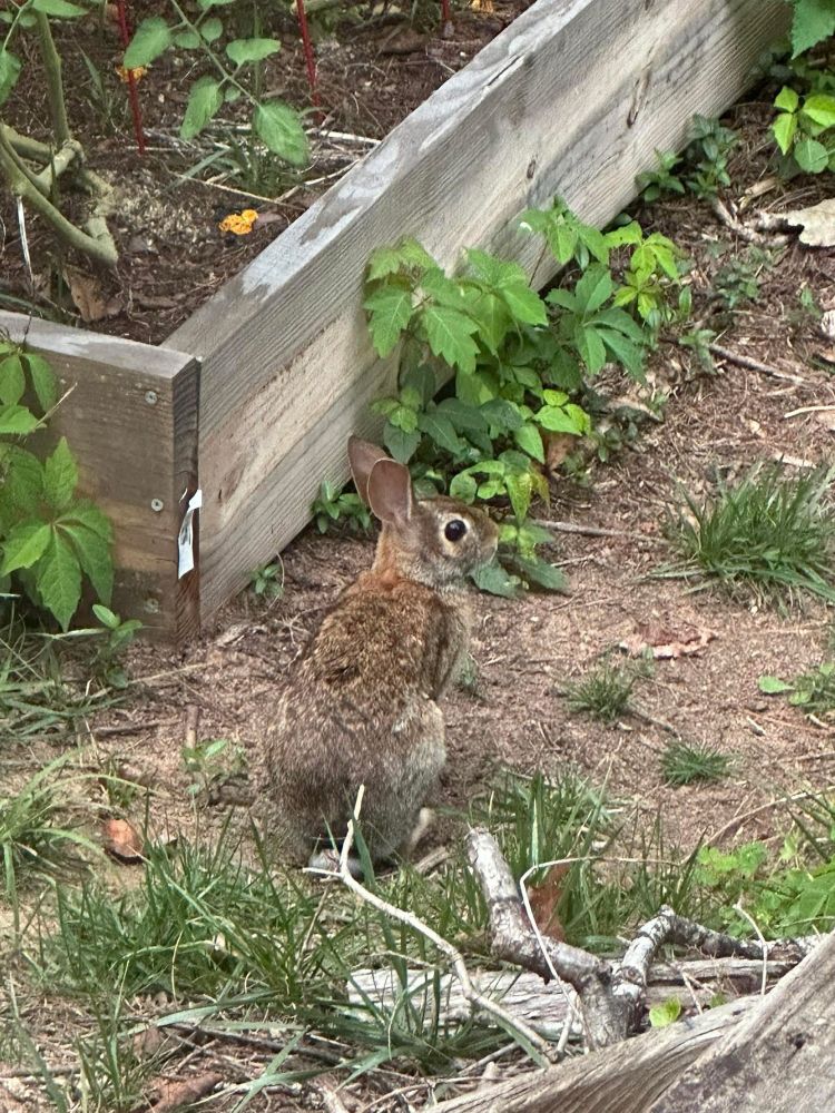 Cute brown bunny rabbit sitting next to the edge of a garden bed 