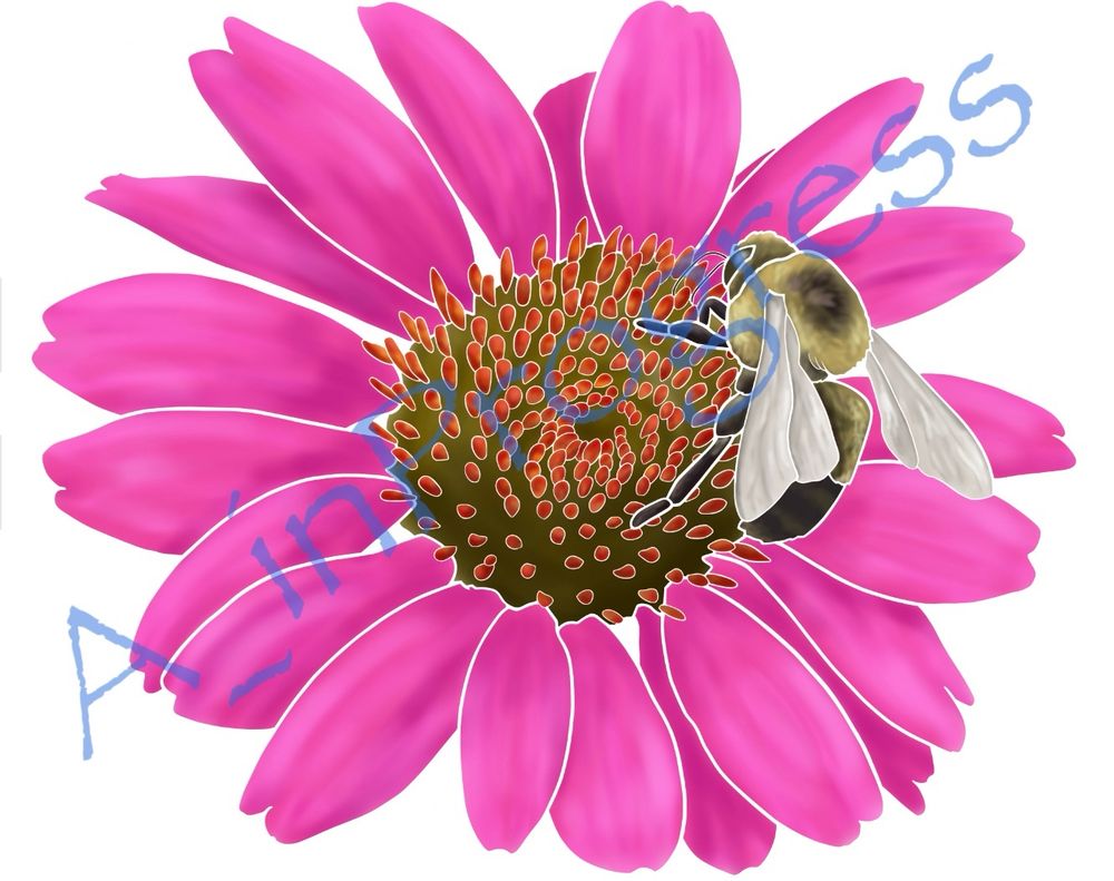 Digital art of a *Nevada bumblebee on a pink *coneflower with an orange-black center and white background. 
*Species identified to the best of my ability and may not be correct.