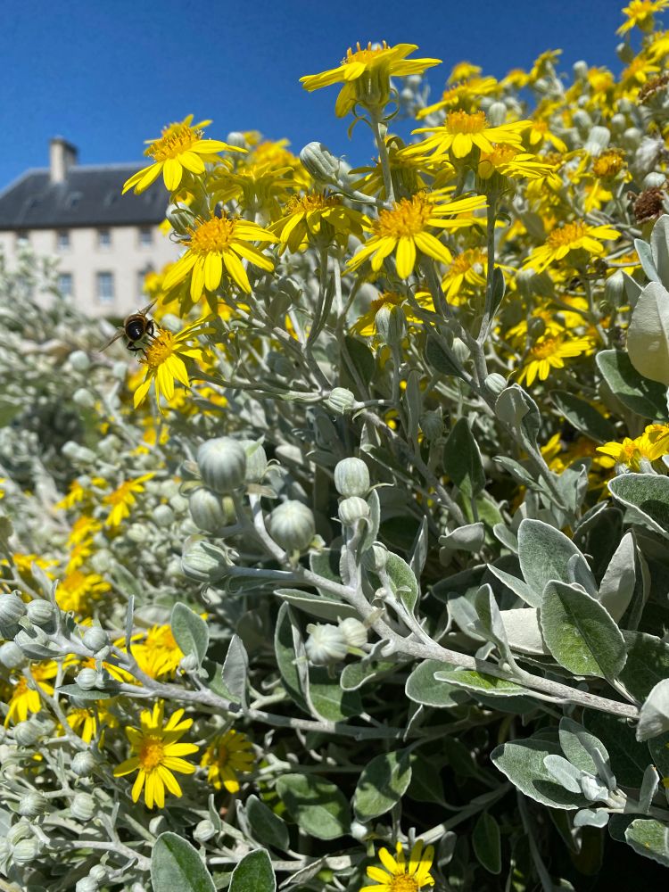 Close-up of a daisy bush: yellow flowers, green and silver leaves and flower buds. A bee can be seen collecting pollen on the upper left. Donibristle House (a listed 18th century building with white façade and slated roof) can be faintly seen in the background in the upper left corner.