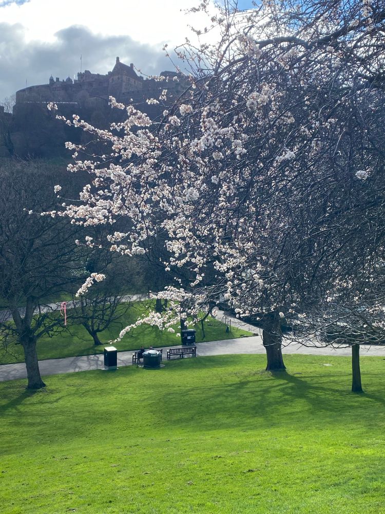 View of white cherry blossoms and bright green lawn in Princes Street Gardens, taken from the top of the hill, close to Princes Street. Edinburgh Castle can be spotted in the background, upper left corner.