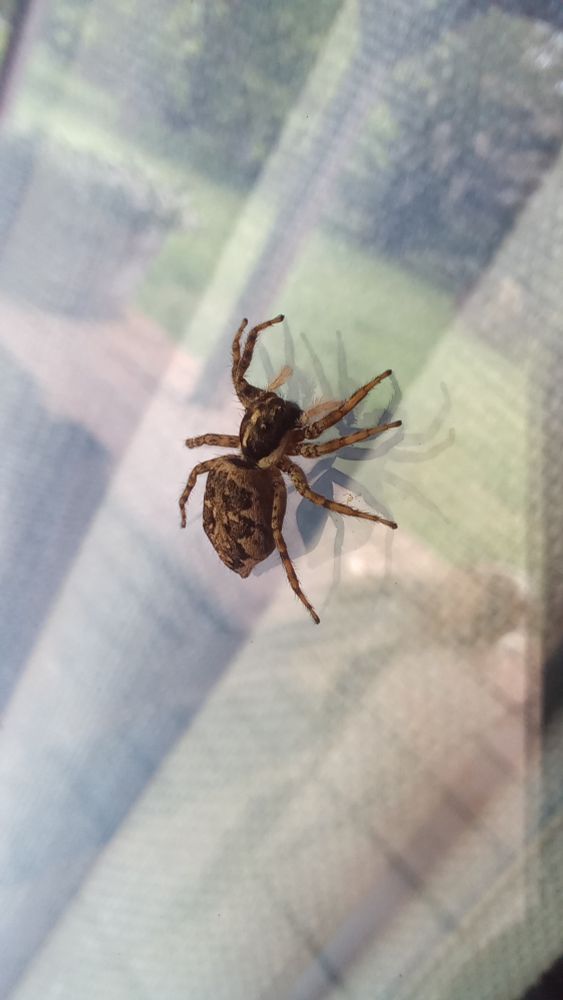 A big jumping spider.