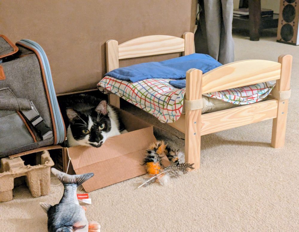 cat staring at me from inside a cardboard box and ignoring the tiny, wood-framed cat bed with cushions and blankets 