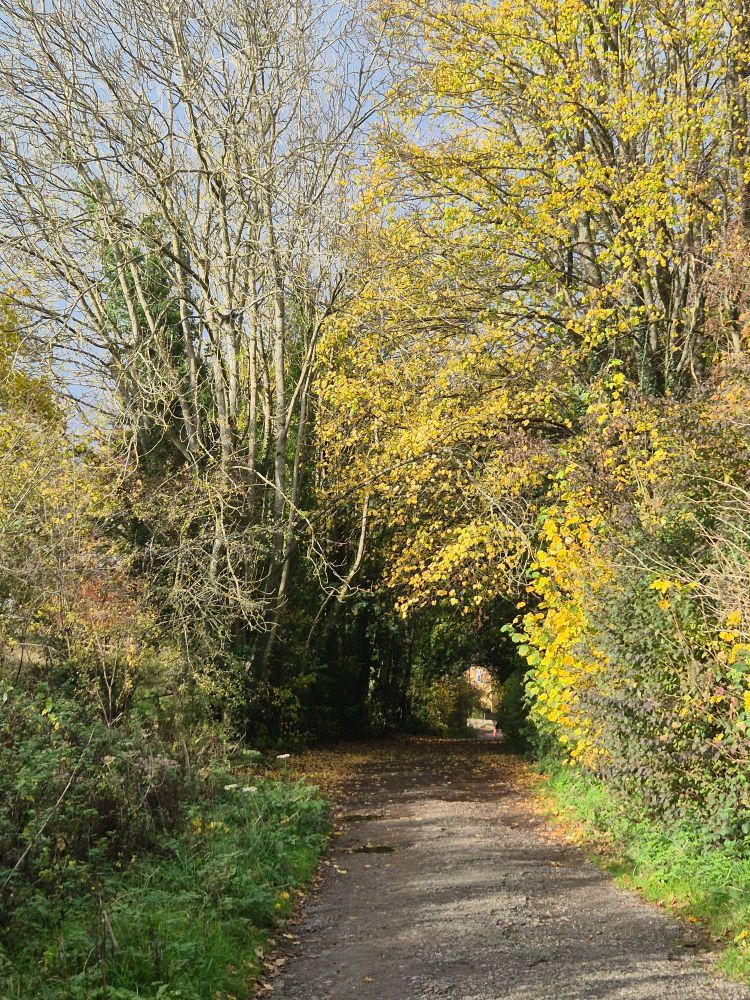 A pretty lane in bright sunshine with trees forming a tunnel.