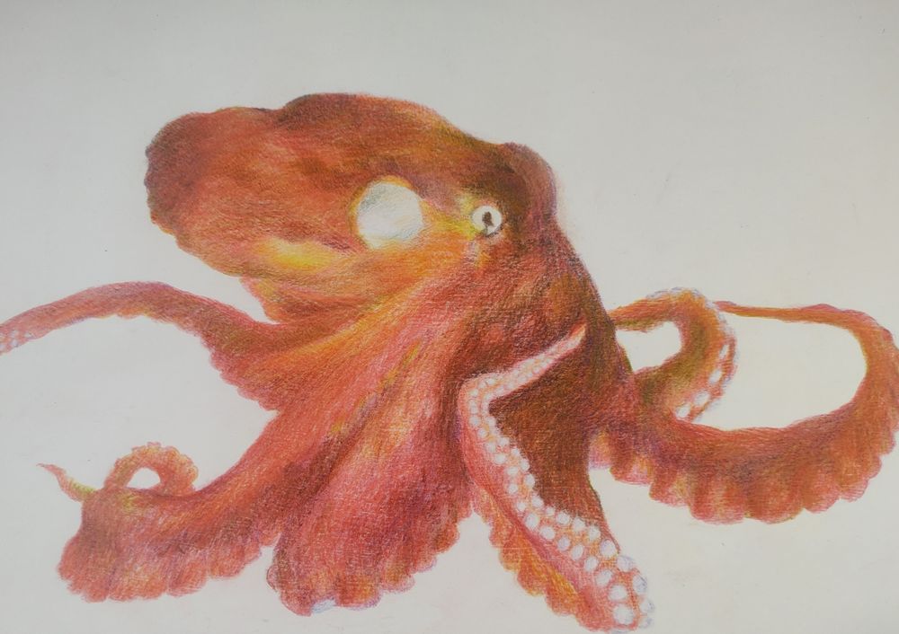 A coloured pencil drawing of an orange common octopus 