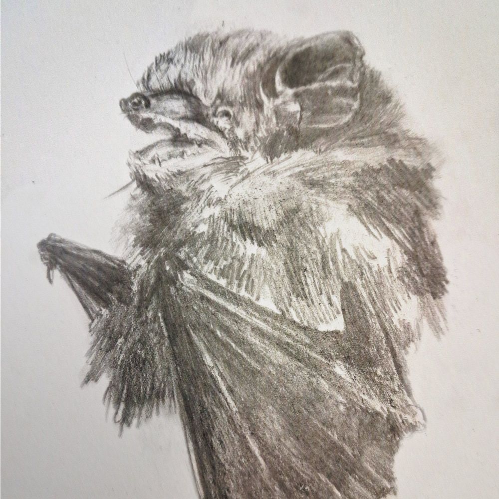 A pencil drawing of a bat