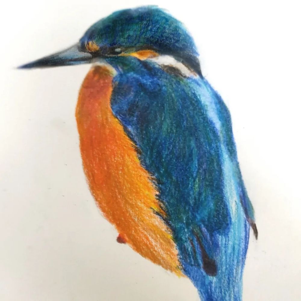 Coloured pencil drawing of a kingfisher