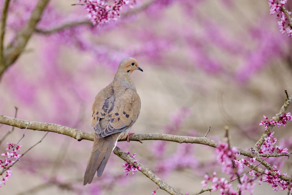 A mourning dove perches on a redbud branch, the tree in bloom with lovely pink clumps of flowers. The dove is showing off their backside.