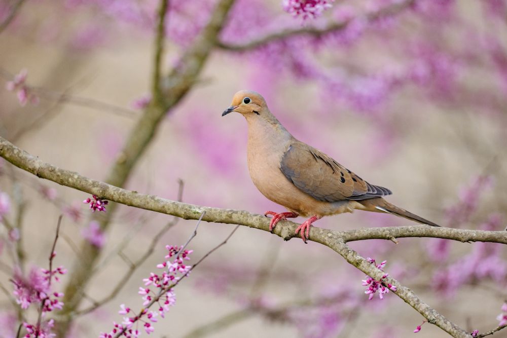 A mourning dove perches on a redbud branch, the tree in bloom with lovely pink clumps of flowers. The dove is showing off their left side.