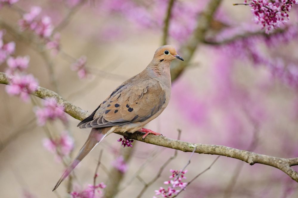 A mourning dove perches on a redbud branch, the tree in bloom with lovely pink clumps of flowers. The dove is showing off their right side.