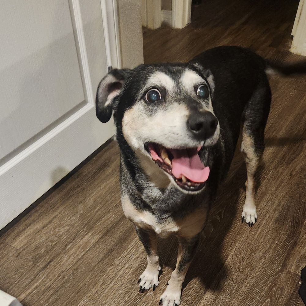 My dog LB smiling with crazy eyes
